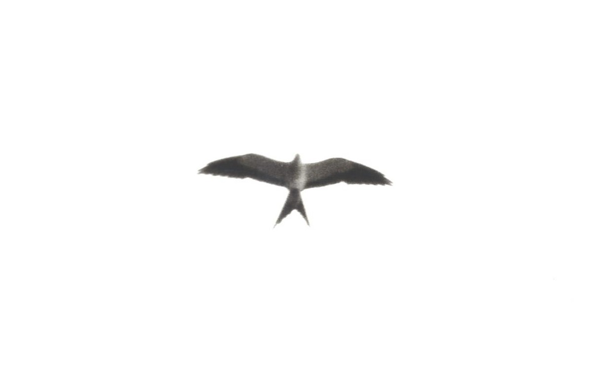 Swallow-tailed Kite - Bob Curry