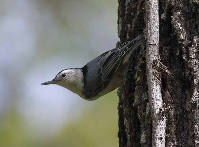 White-breasted Nuthatch - Martin Wall