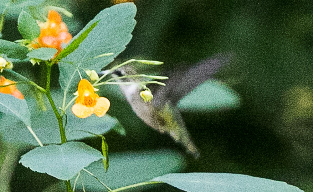 Ruby-throated Hummingbird - ML68943611