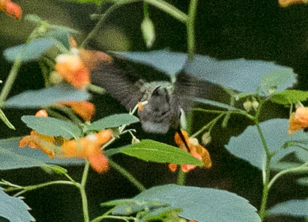 Ruby-throated Hummingbird - Philip Mitchell