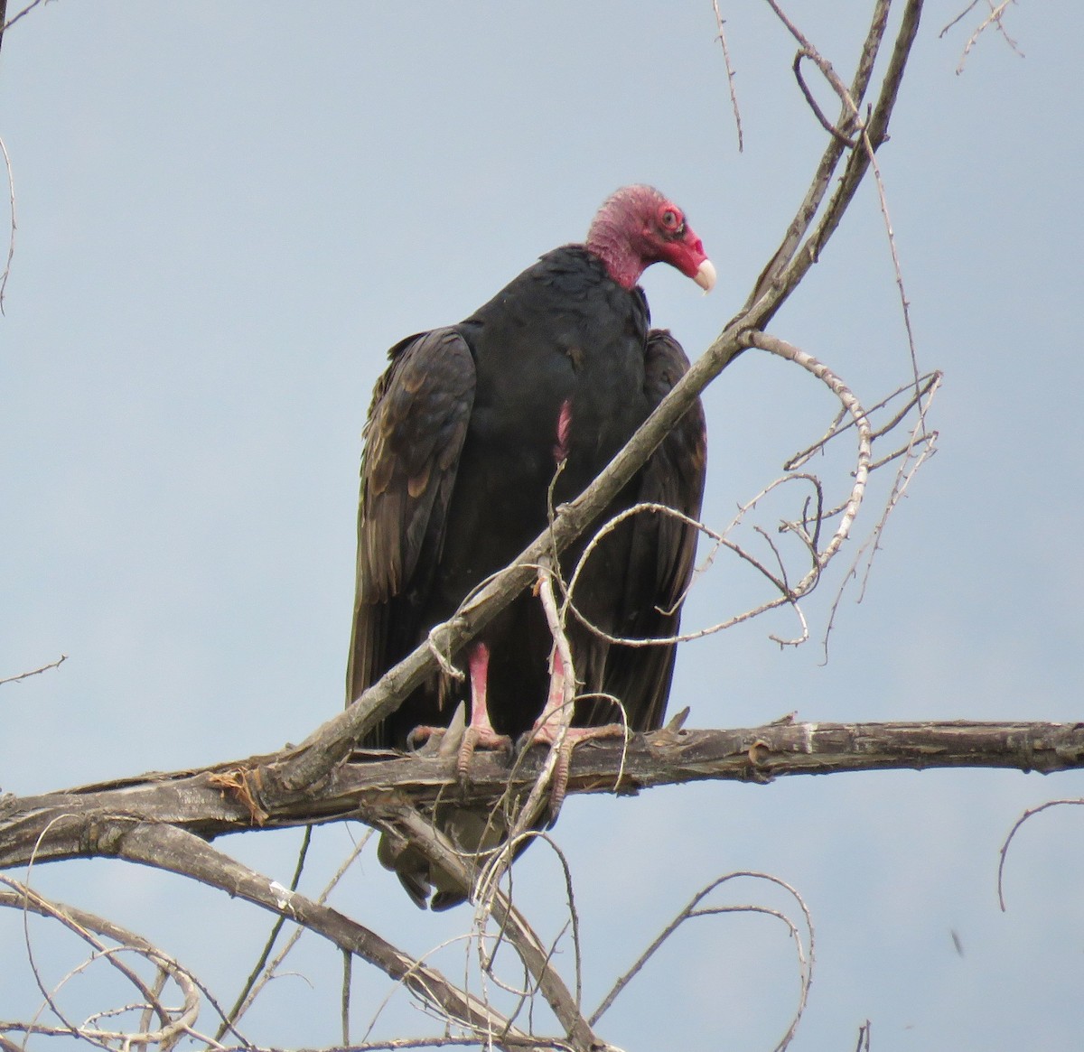Turkey Vulture - Michael Long