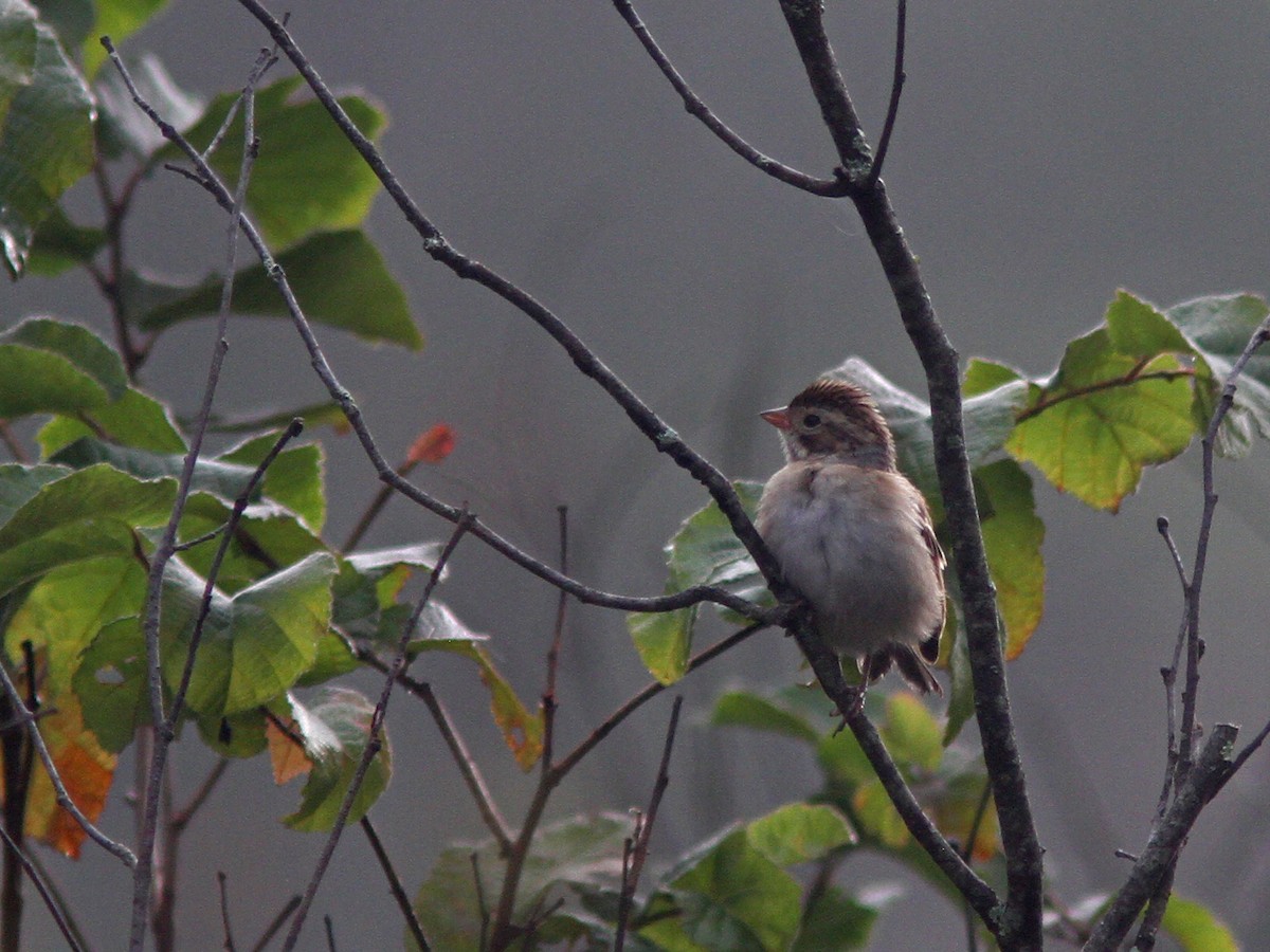 Clay-colored Sparrow - Larry Therrien