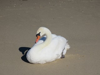 Mute Swan, ML68946741