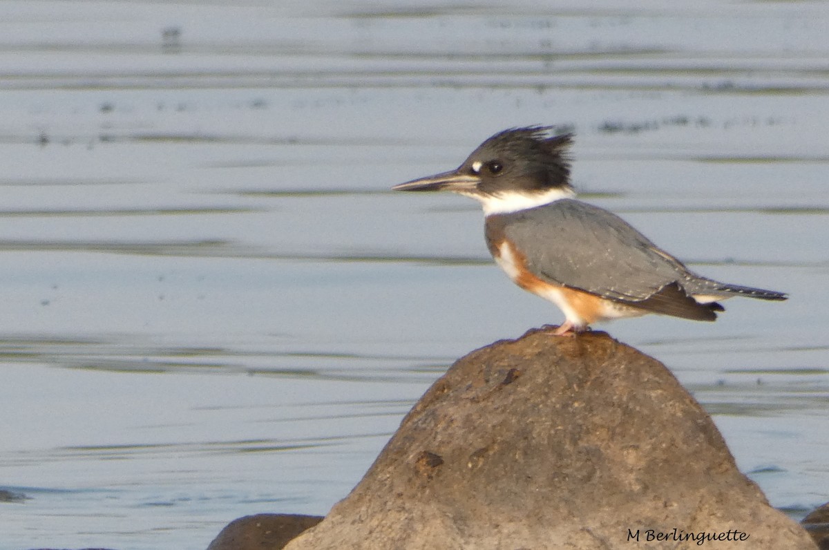 Belted Kingfisher - ML68950401