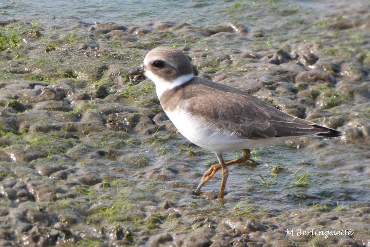 Semipalmated Plover - ML68950981