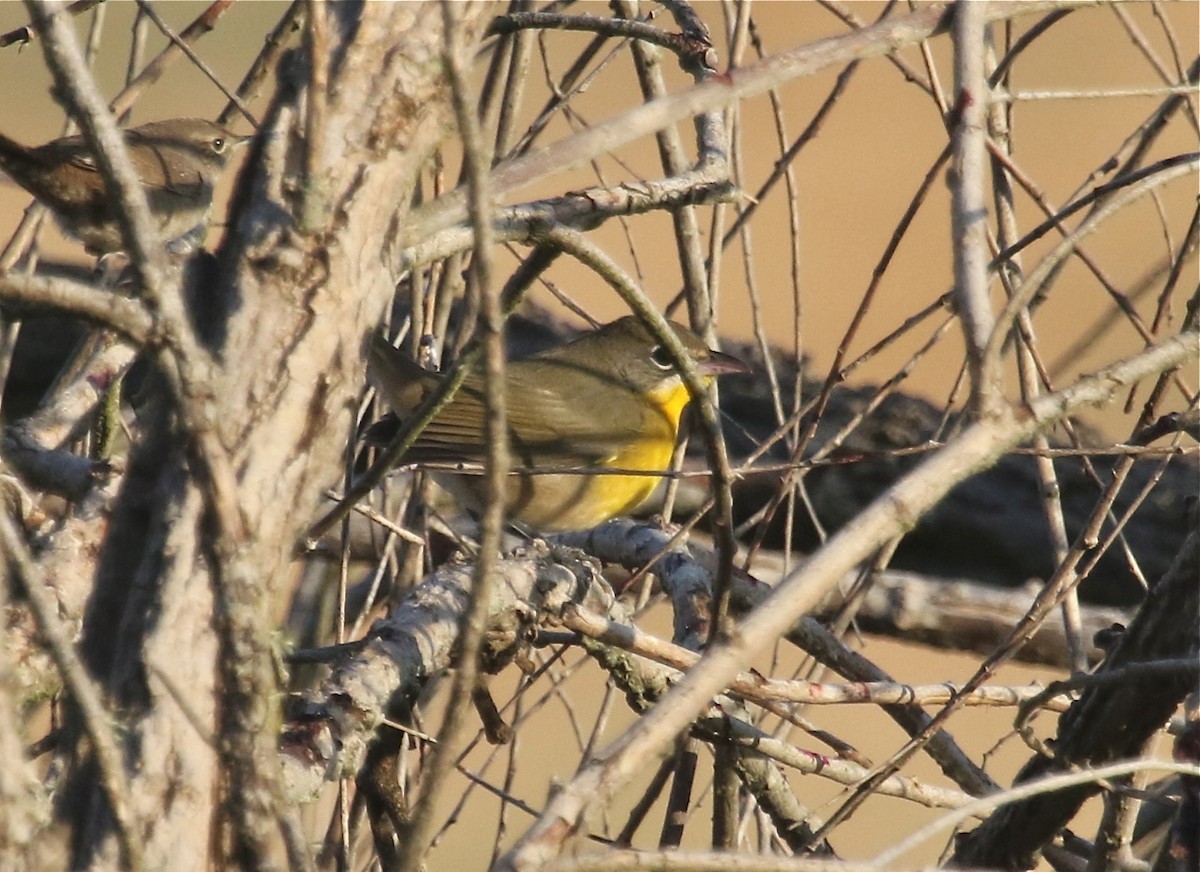 Yellow-breasted Chat - Gil Ewing