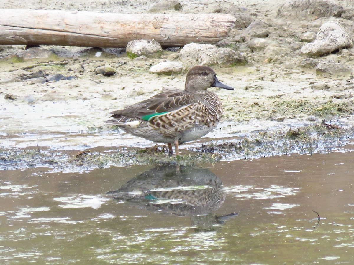 Green-winged Teal - ML68952701