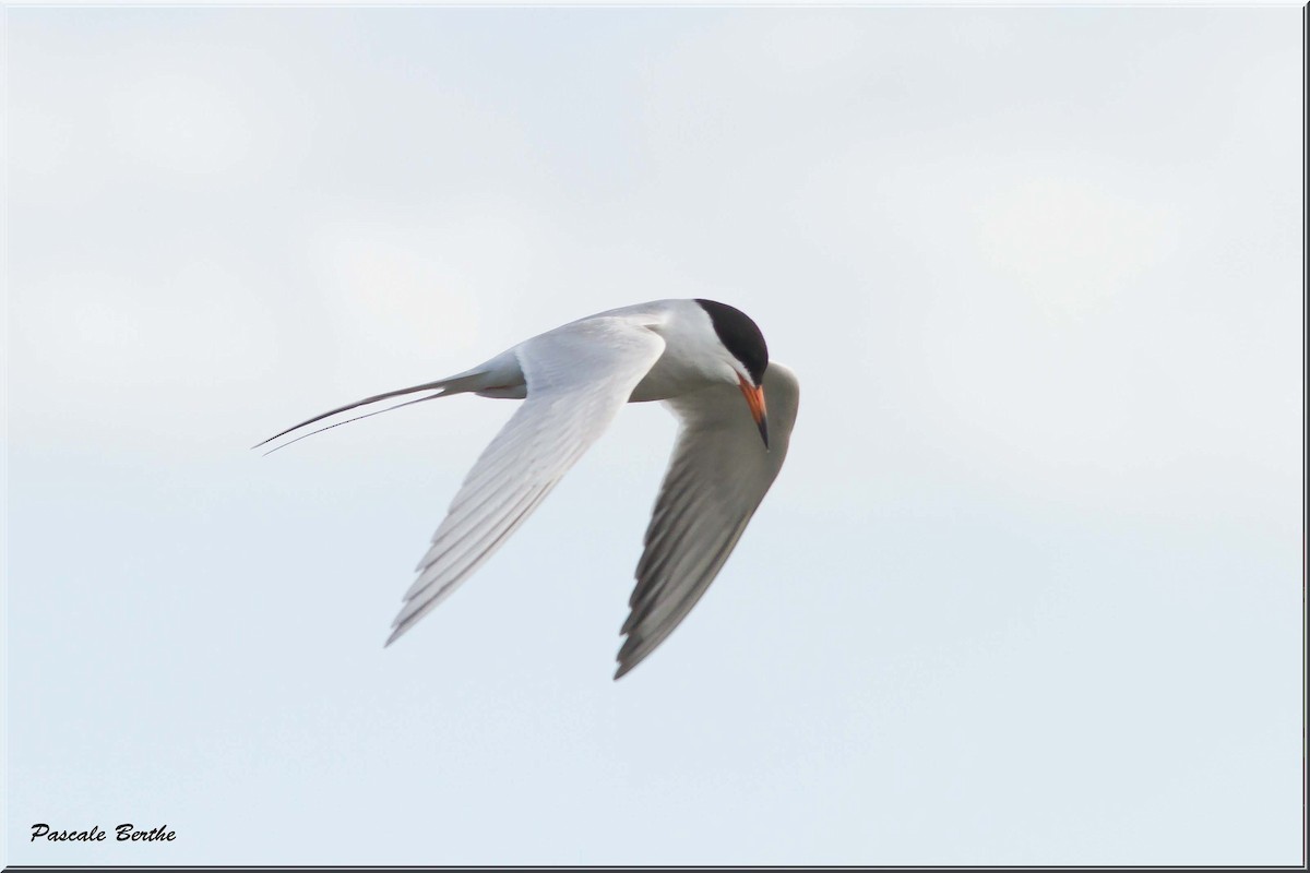 Forster's Tern - Pascale Berthe