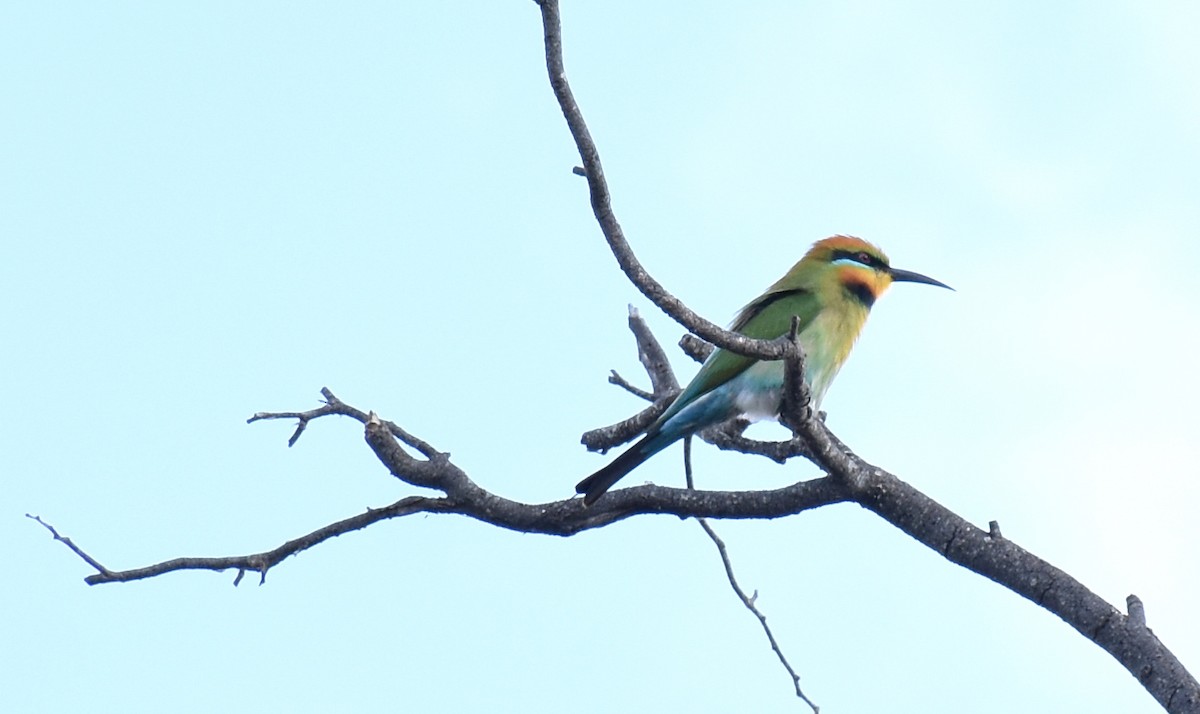 Rainbow Bee-eater - ML68958531
