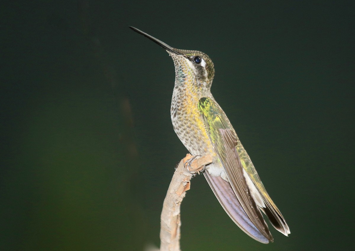 Rivoli's Hummingbird - Roger Zachary