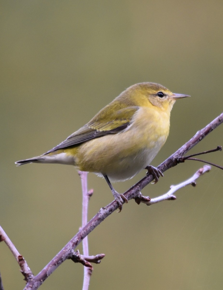 Tennessee Warbler - Kevin Thompson