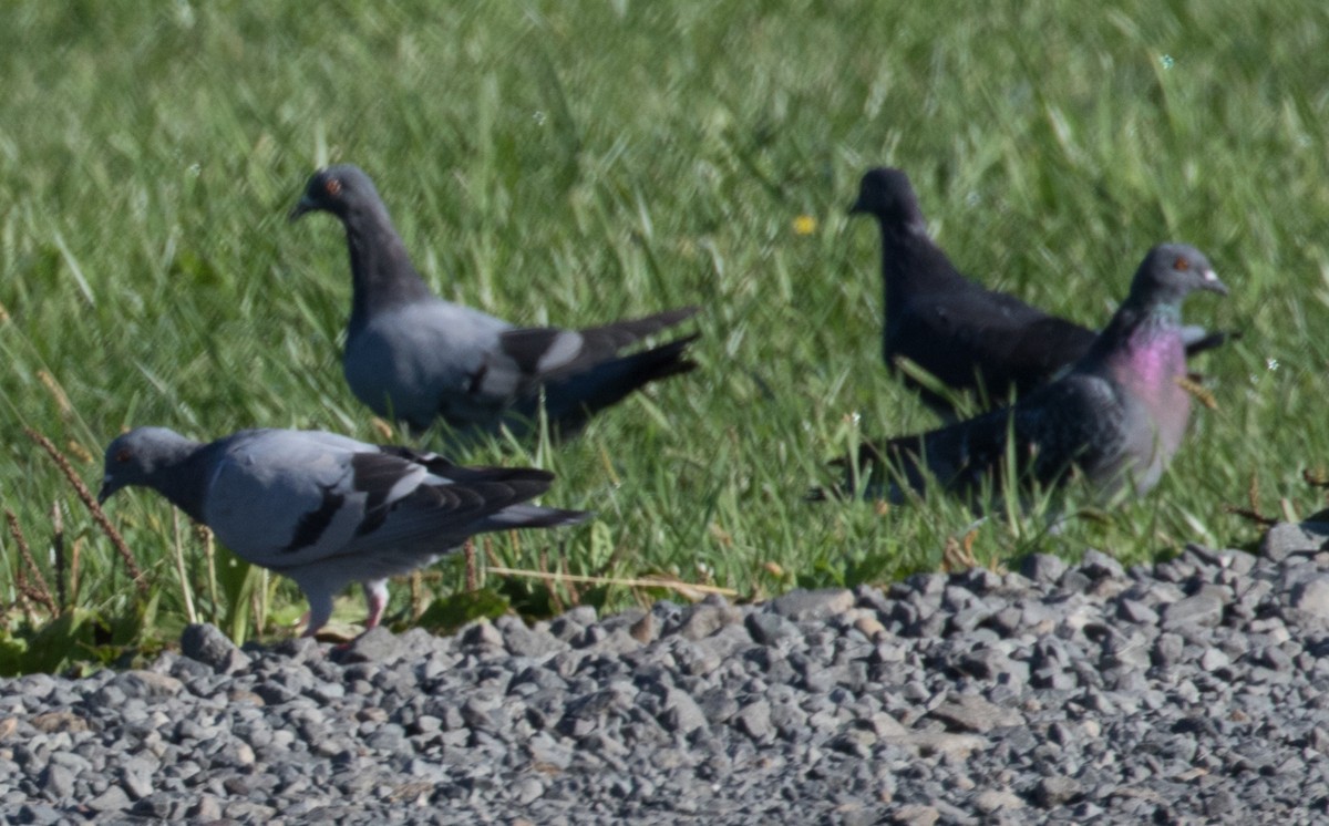 Rock Pigeon (Feral Pigeon) - ML68966761