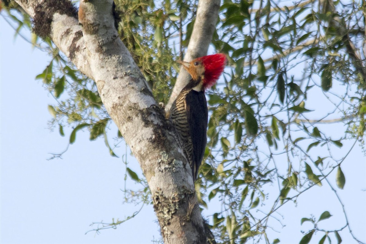 Helmeted Woodpecker - ML68966781