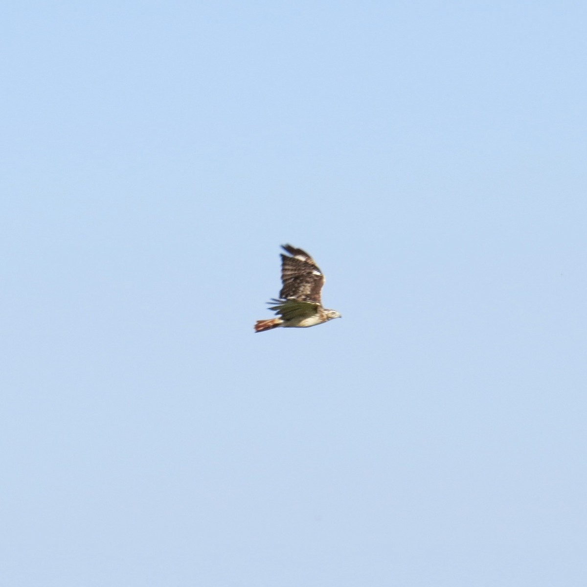 Red-tailed Hawk - ML68967241