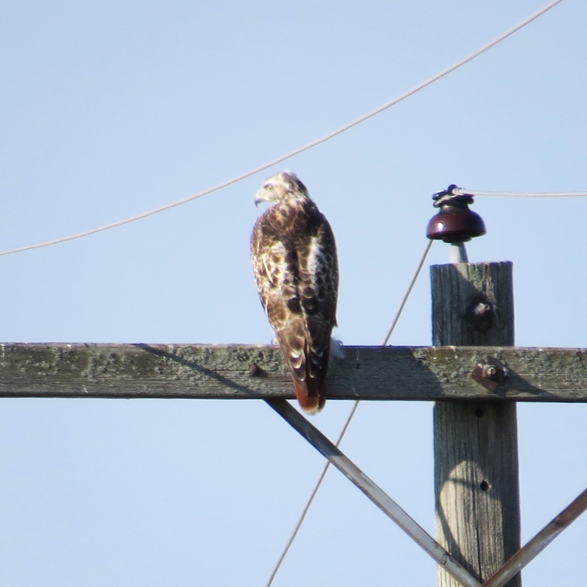 Red-tailed Hawk - ML68967251