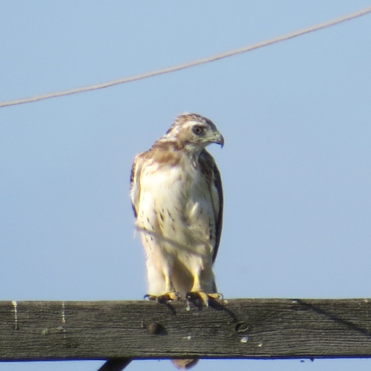 Red-tailed Hawk - ML68967261