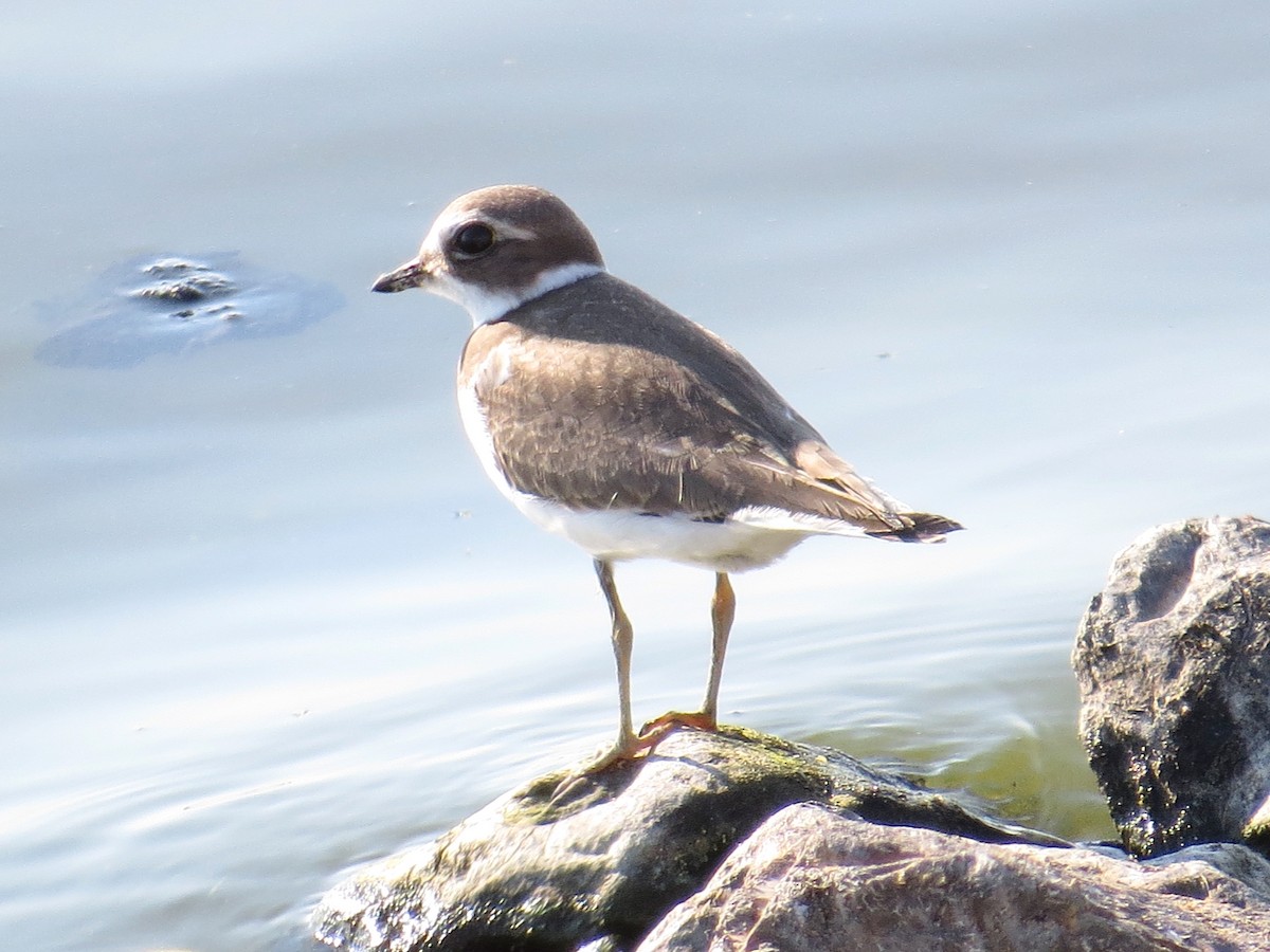 Semipalmated Plover - ML68967361