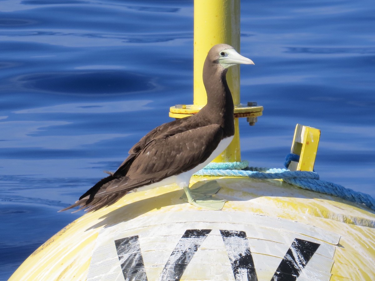 Brown Booby - ML68971201
