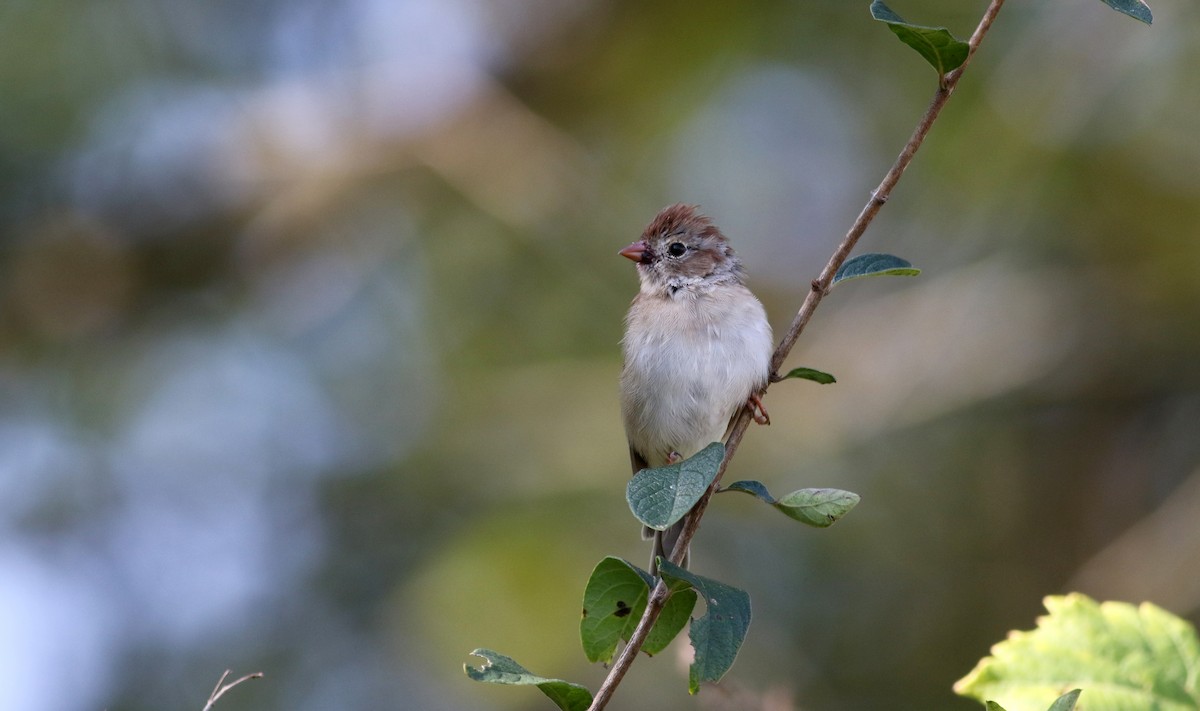 Field Sparrow - ML68971461