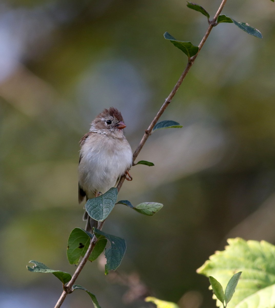 Field Sparrow - ML68972281