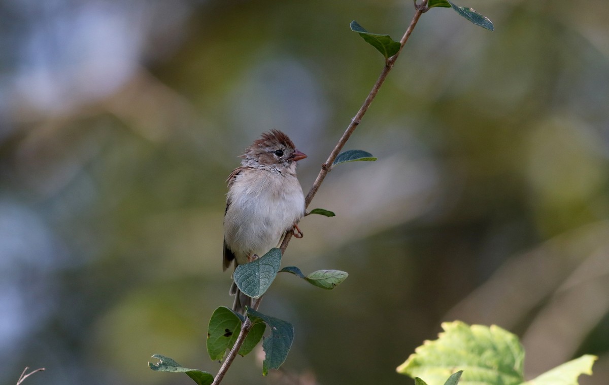 Field Sparrow - ML68972321