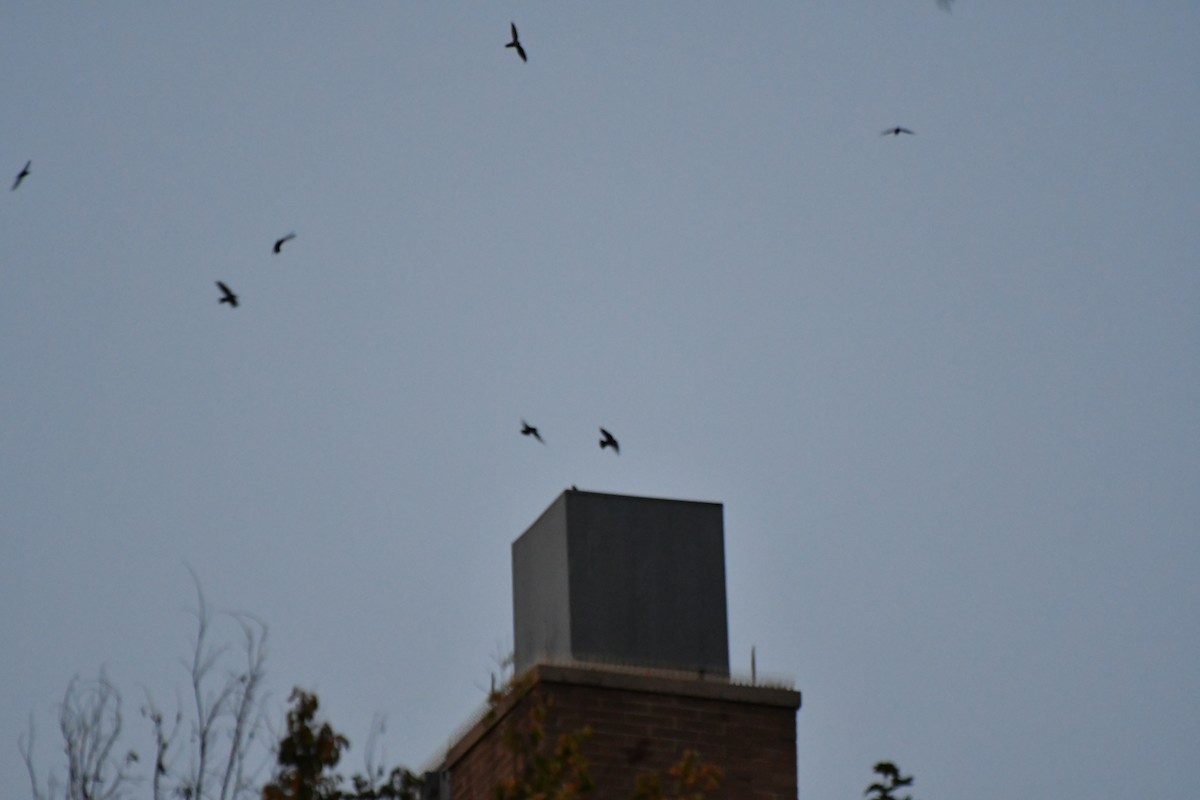 ML68972681 - Chimney Swift - Macaulay Library