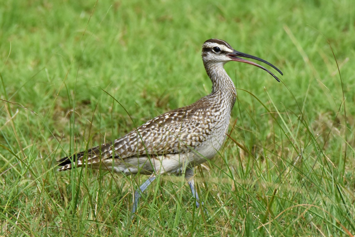 Whimbrel - Andrew Dobson