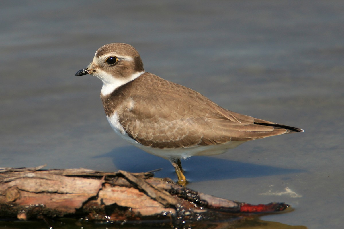 Semipalmated Plover - ML68974741