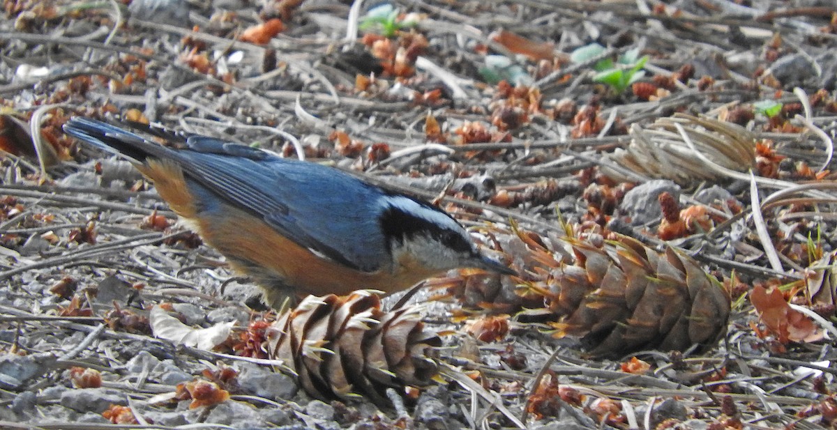 Red-breasted Nuthatch - ML68975341