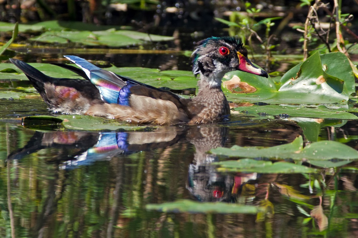Wood Duck - Rob Dickerson