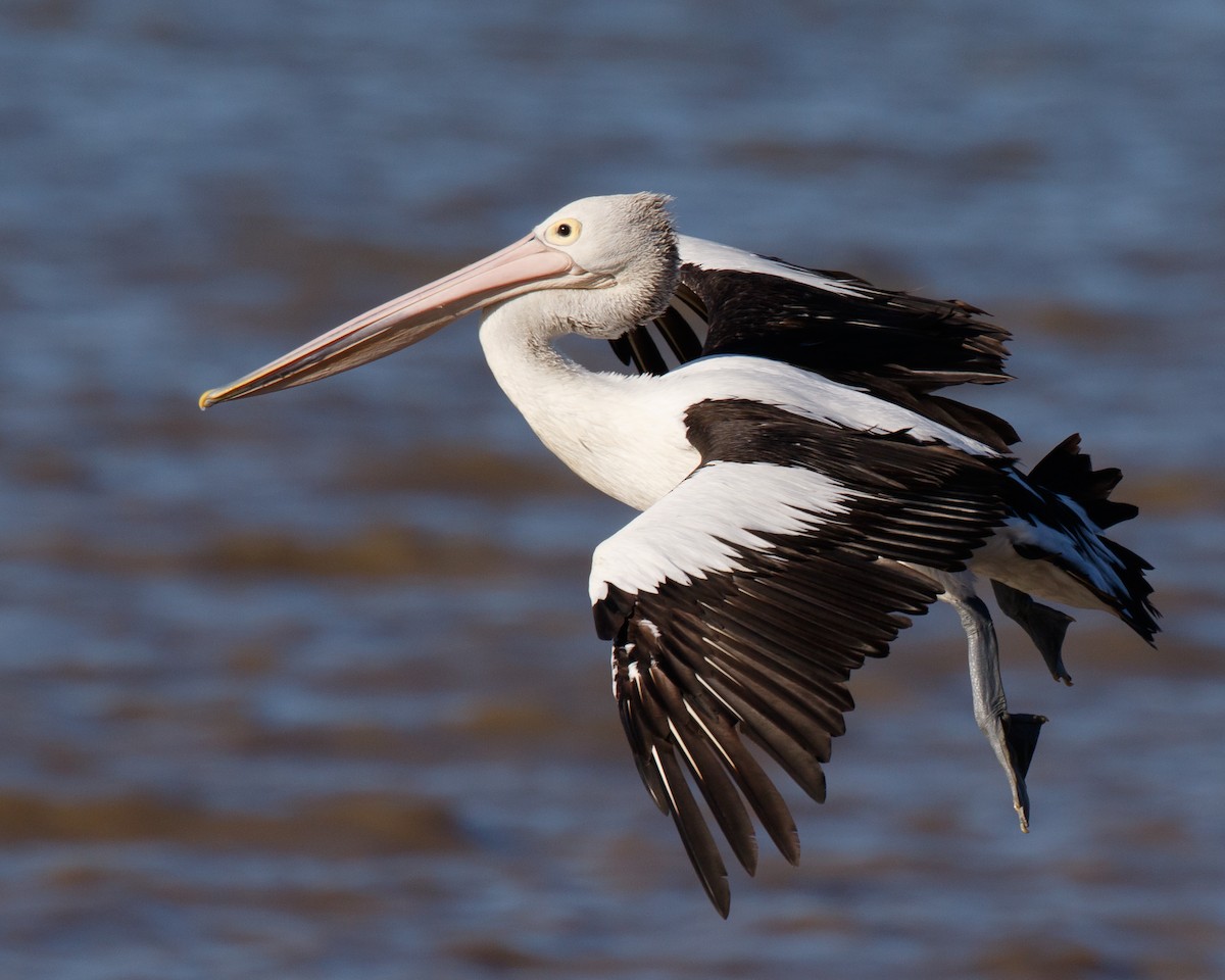 pelikán australský - ML68980181