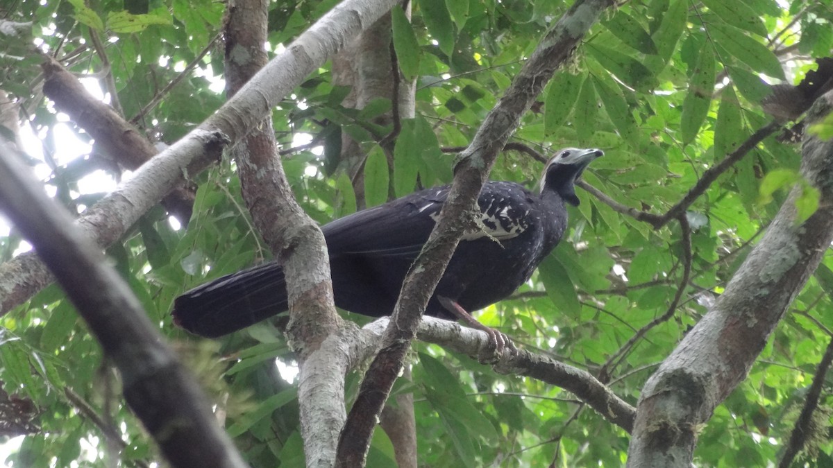 Blue-throated Piping-Guan - Tim Forrester