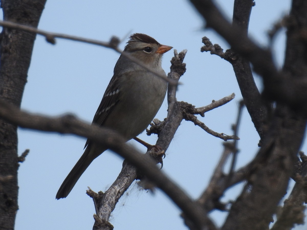 White-crowned Sparrow - Bob Nieman