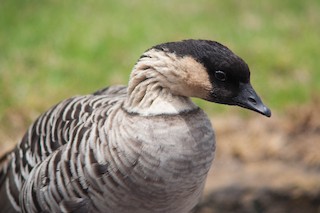 Hawaiian Goose, ML68986841
