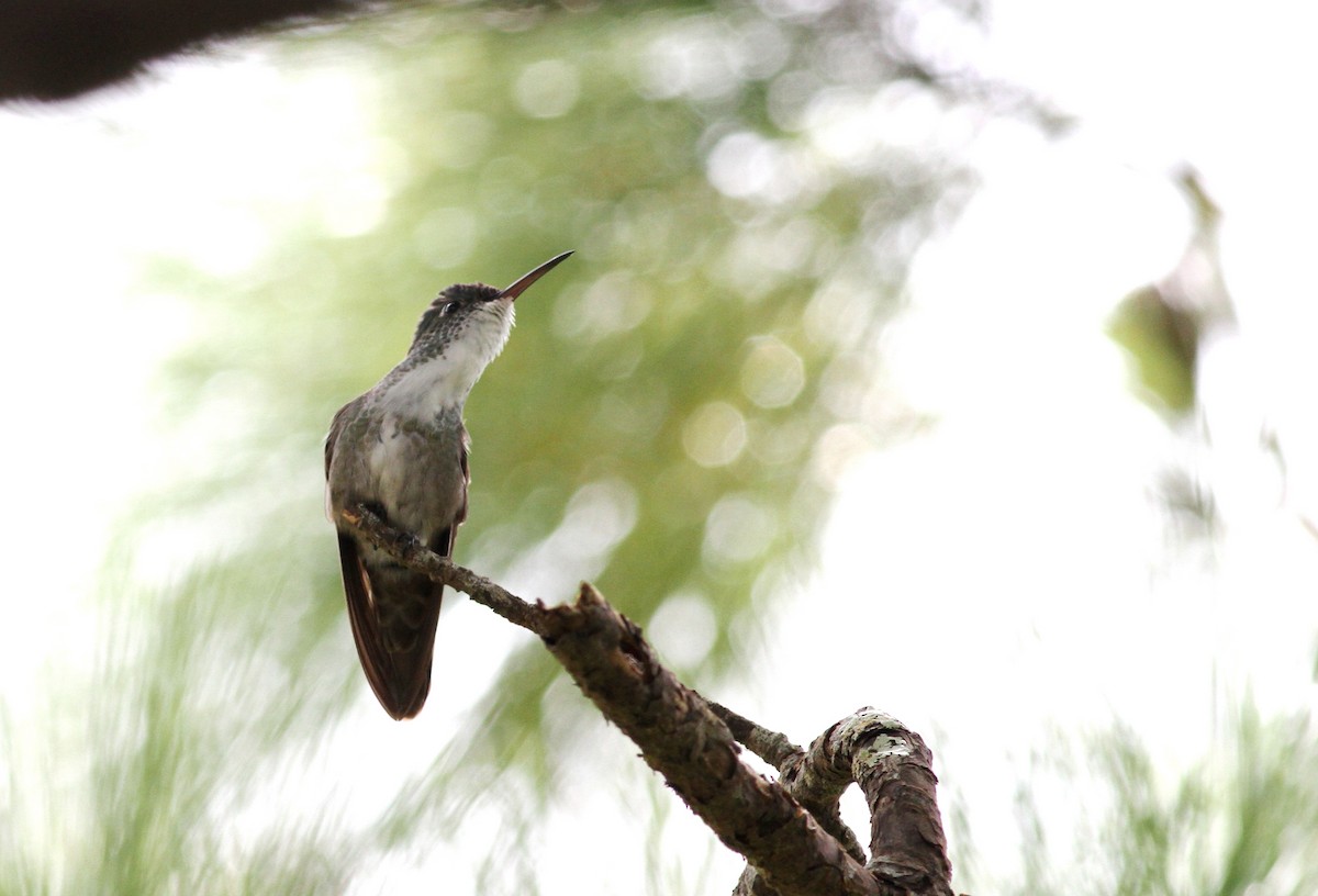 Azure-crowned Hummingbird - ML68989901