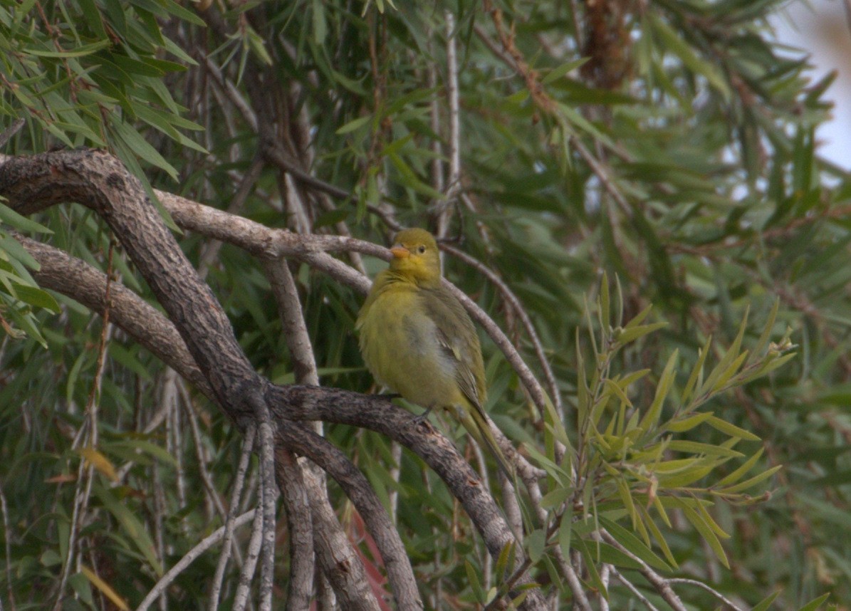 Western Tanager - ML68992961
