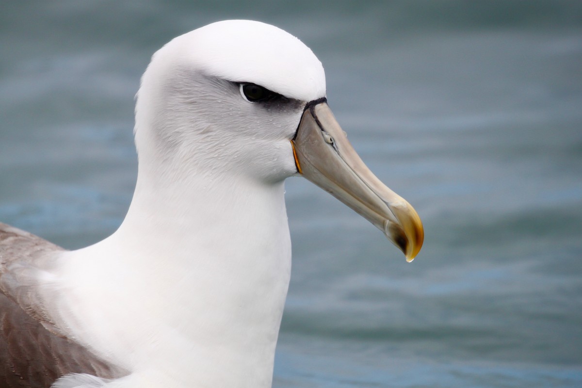 White-capped Albatross - Laura McDuffie
