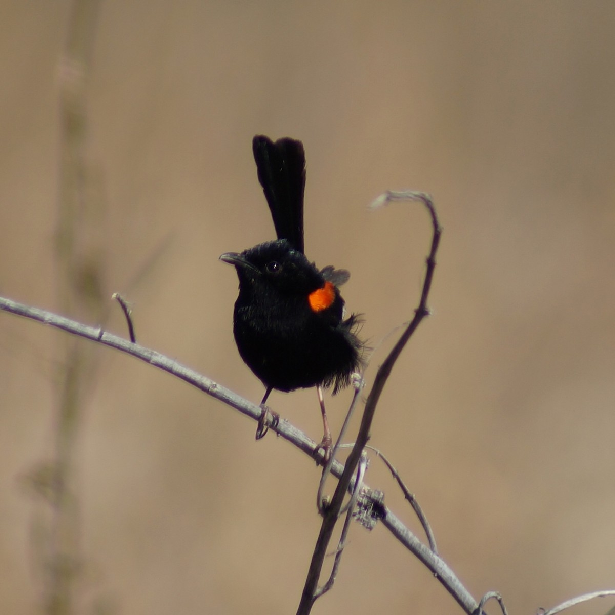 Red-backed Fairywren - Sara Young