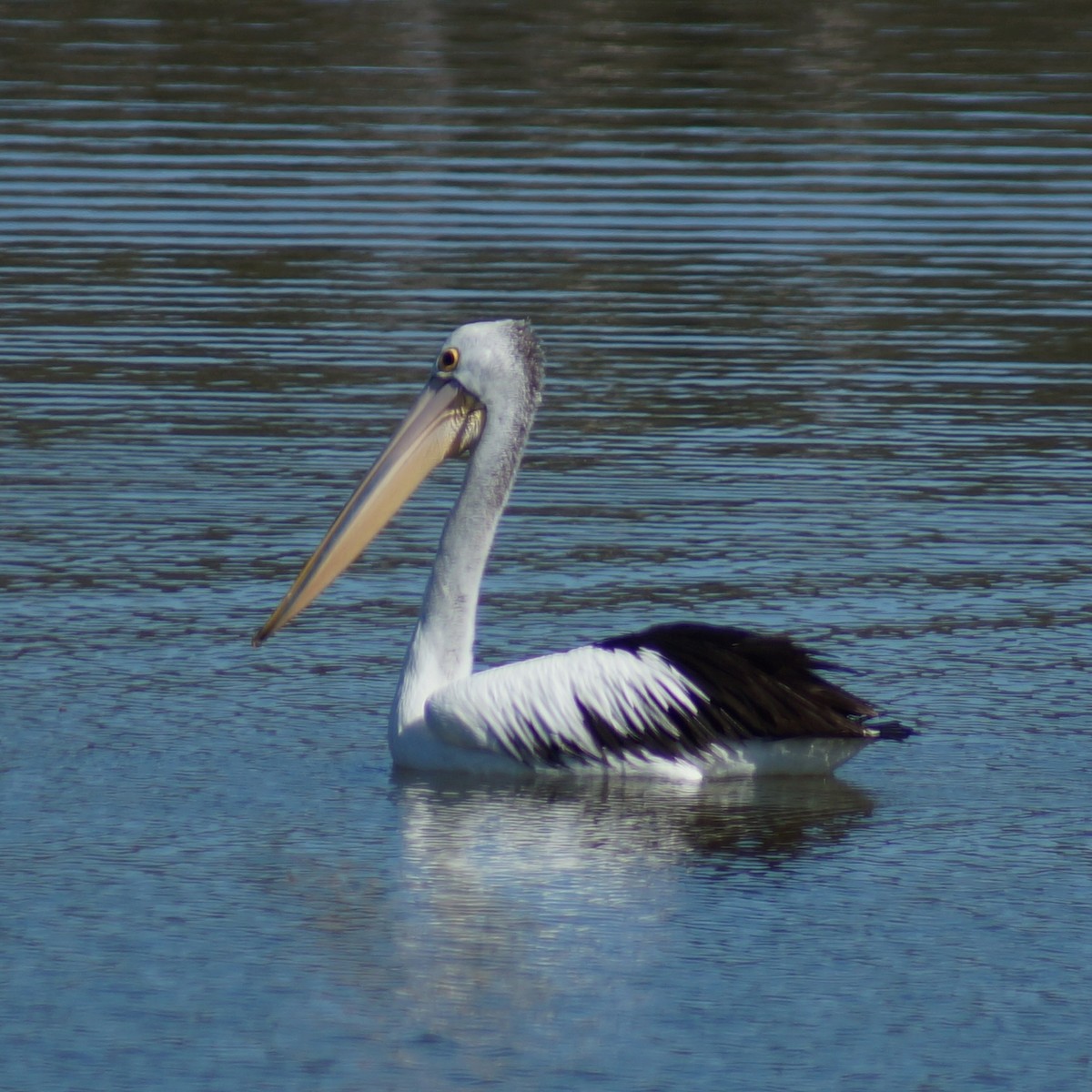 pelikán australský - ML69000431