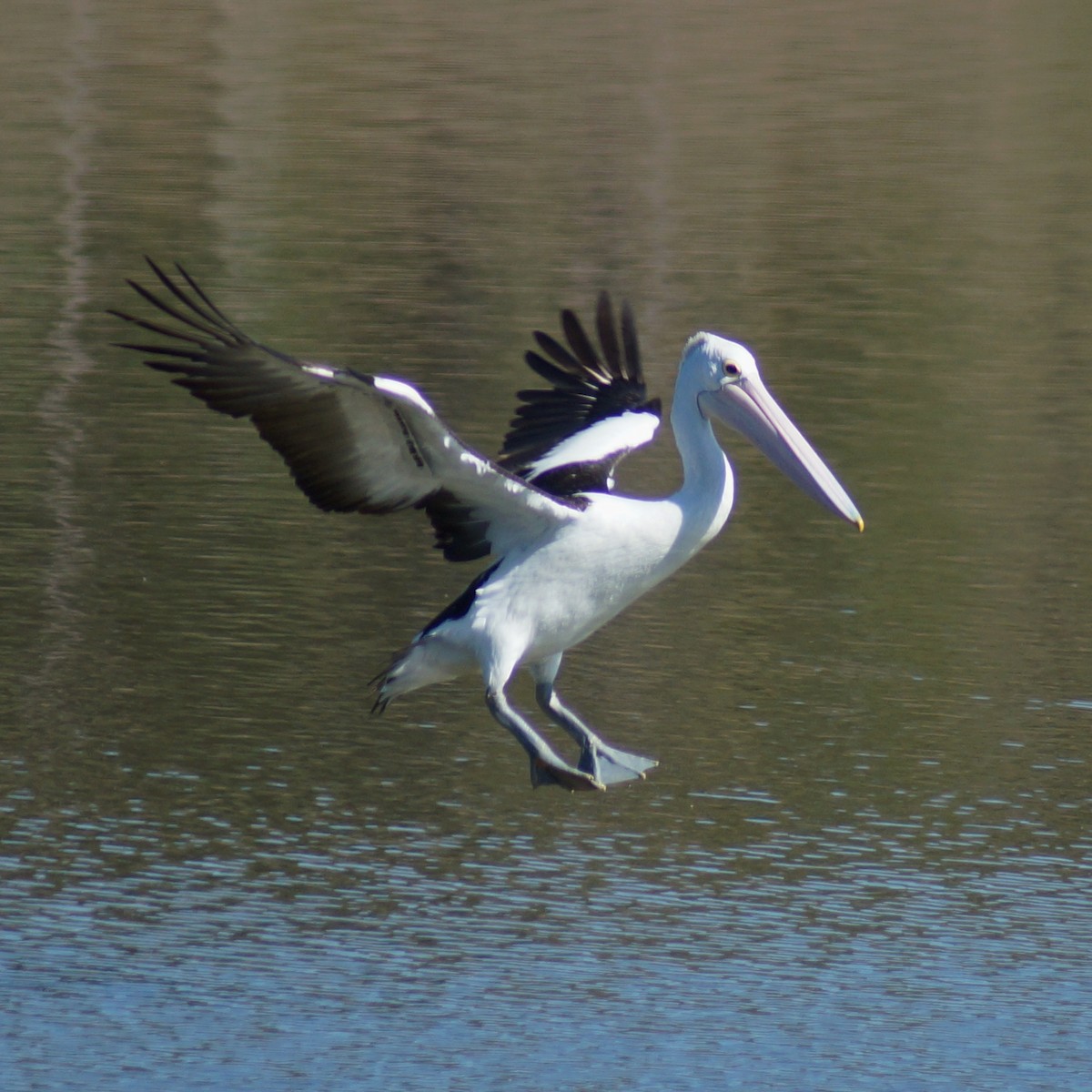 pelikán australský - ML69000441
