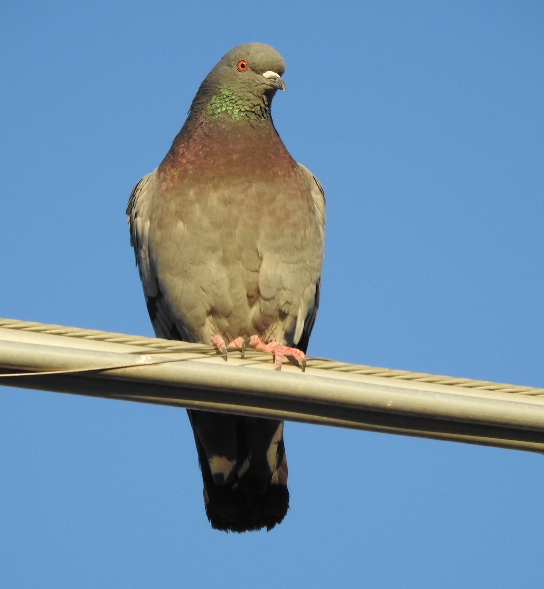 Rock Pigeon (Feral Pigeon) - Glenn Pearson