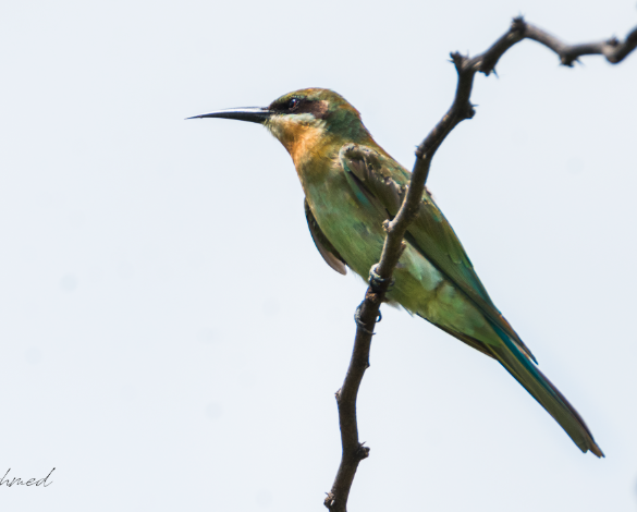 Blue-tailed Bee-eater - ML69003081