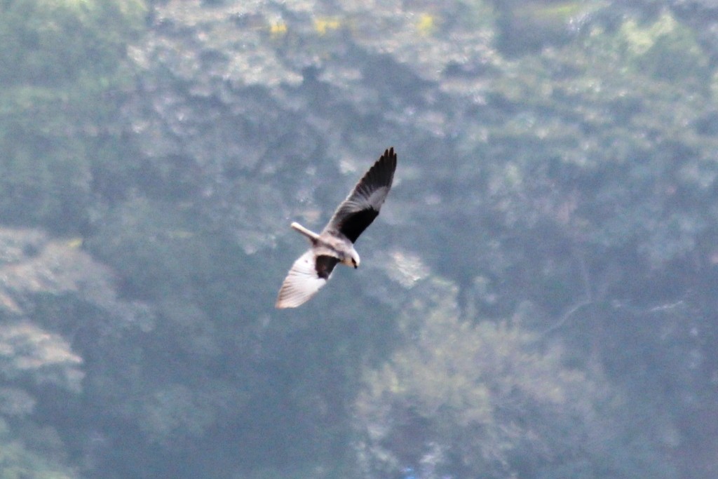 Black-winged Kite - ML69003151
