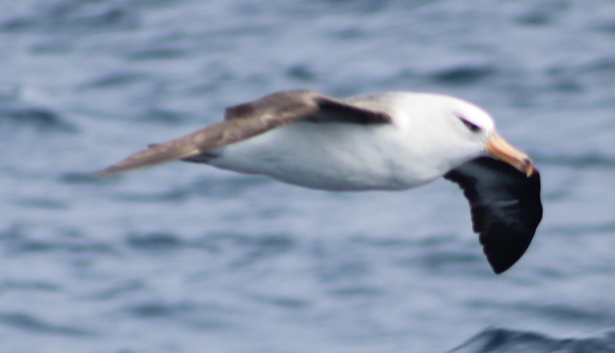 Black-browed Albatross (Campbell) - Tristan Kennedy