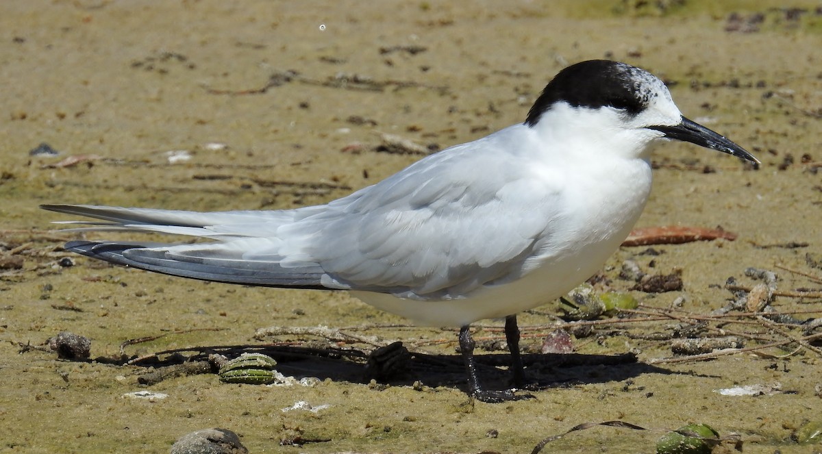 White-fronted Tern - ML69009281