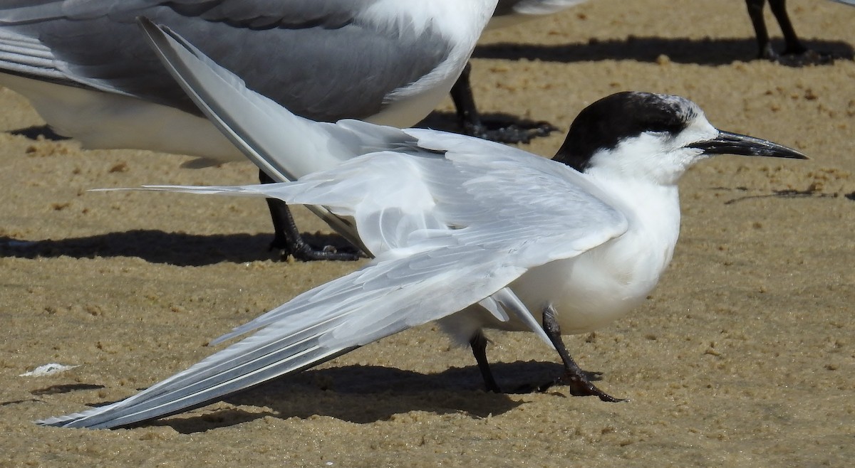 White-fronted Tern - ML69009291