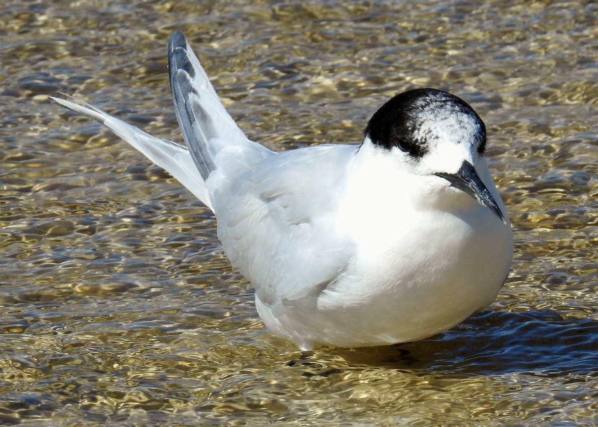 White-fronted Tern - ML69009301