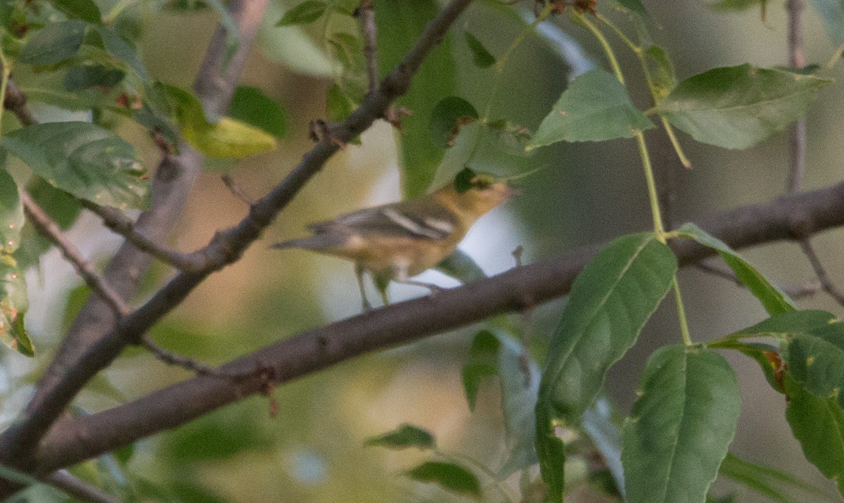 Bay-breasted Warbler - ML69010691