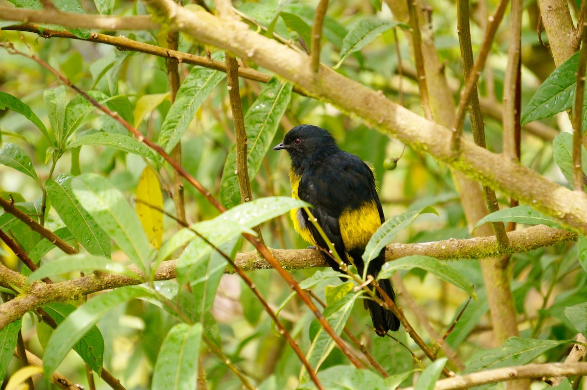 Black-and-yellow Silky-flycatcher - Cassie  Liu