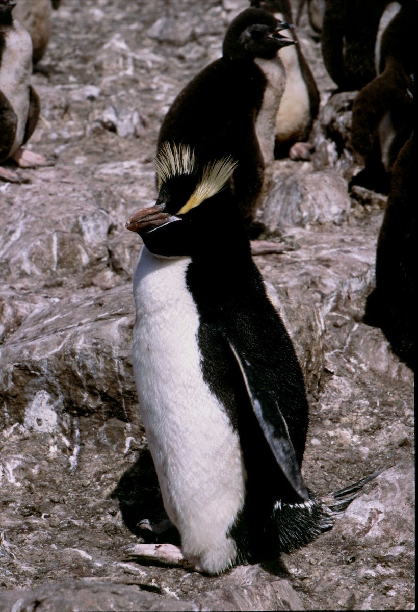 Erect-crested Penguin - Fabio Olmos